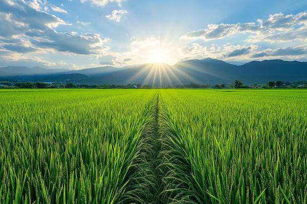 Farmlands
